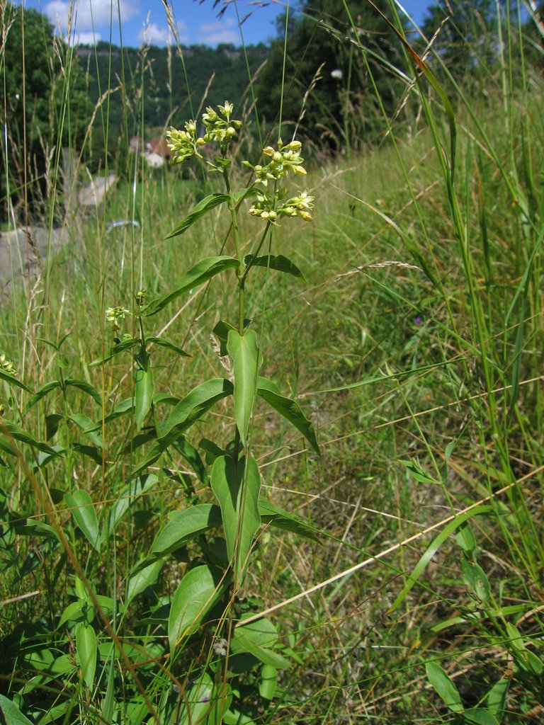 Vincetoxicum hirundinaria
